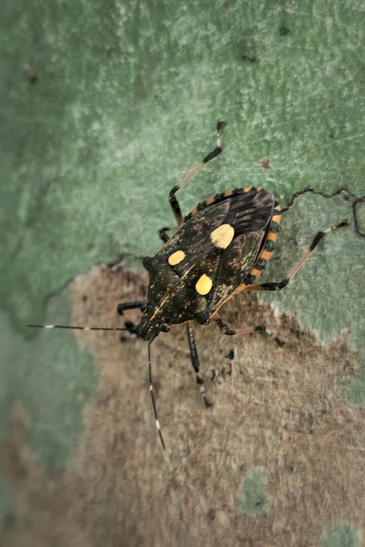 Dalpada oculata observed among the wildlife of the tea garden