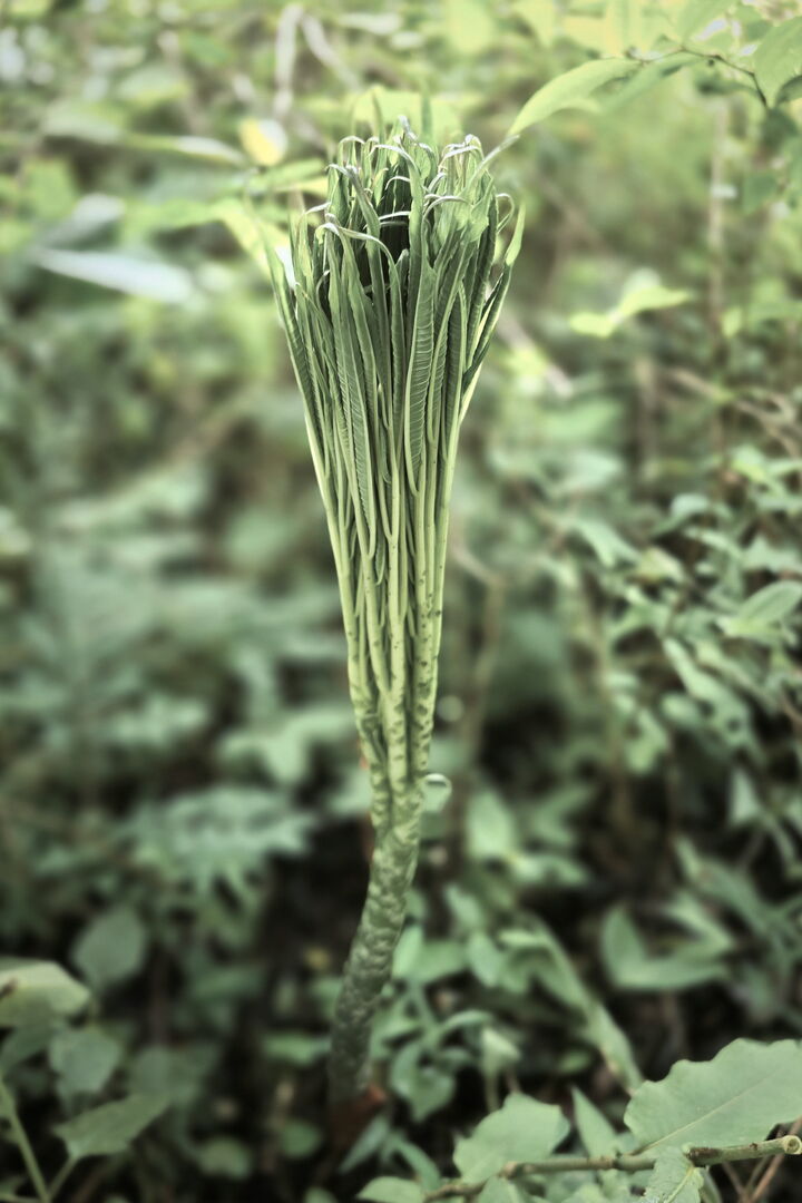 Konjac growing gradually among the vegetation of the tea garden
