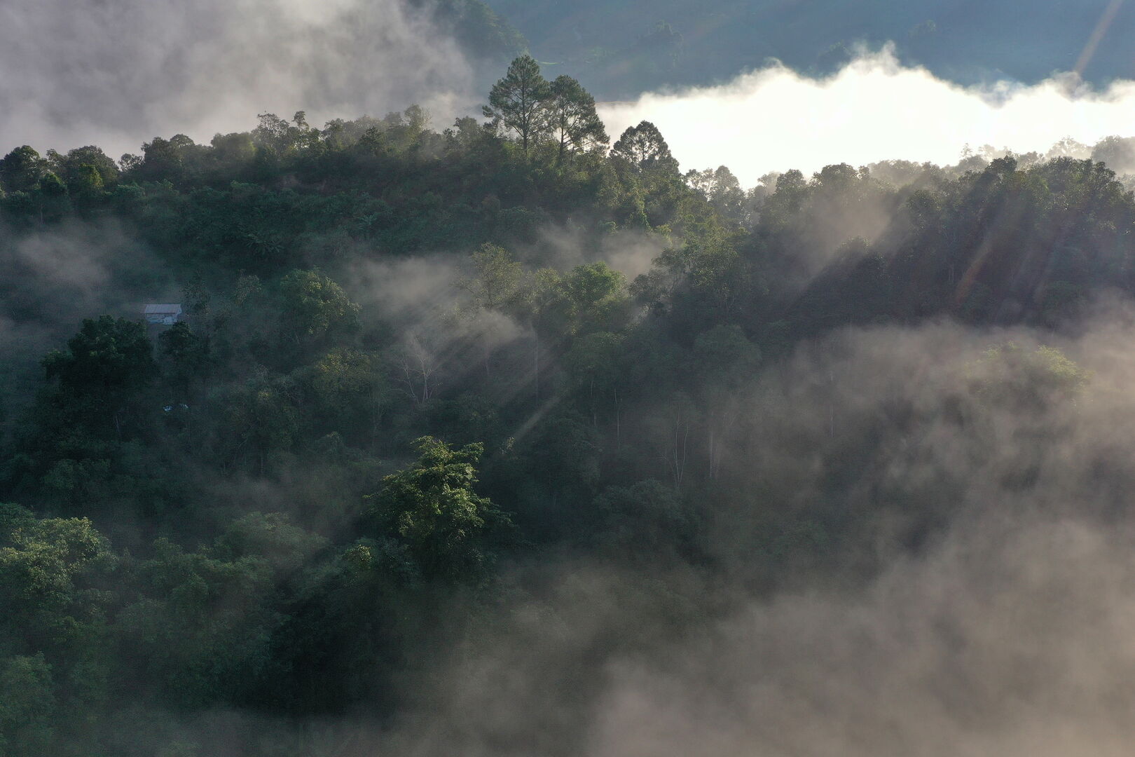 Acquiring an abandoned old tea garden as the founding gesture of the artistic project