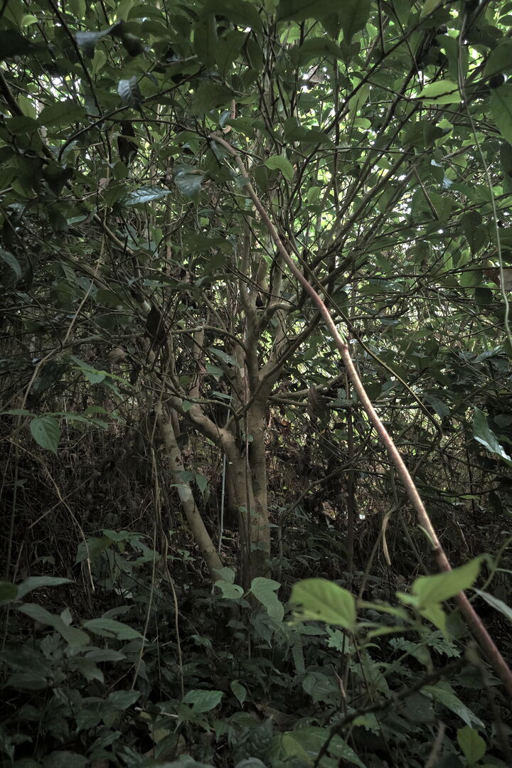 Tea trees, some a century old, rediscovered beneath thick climbing vegetation