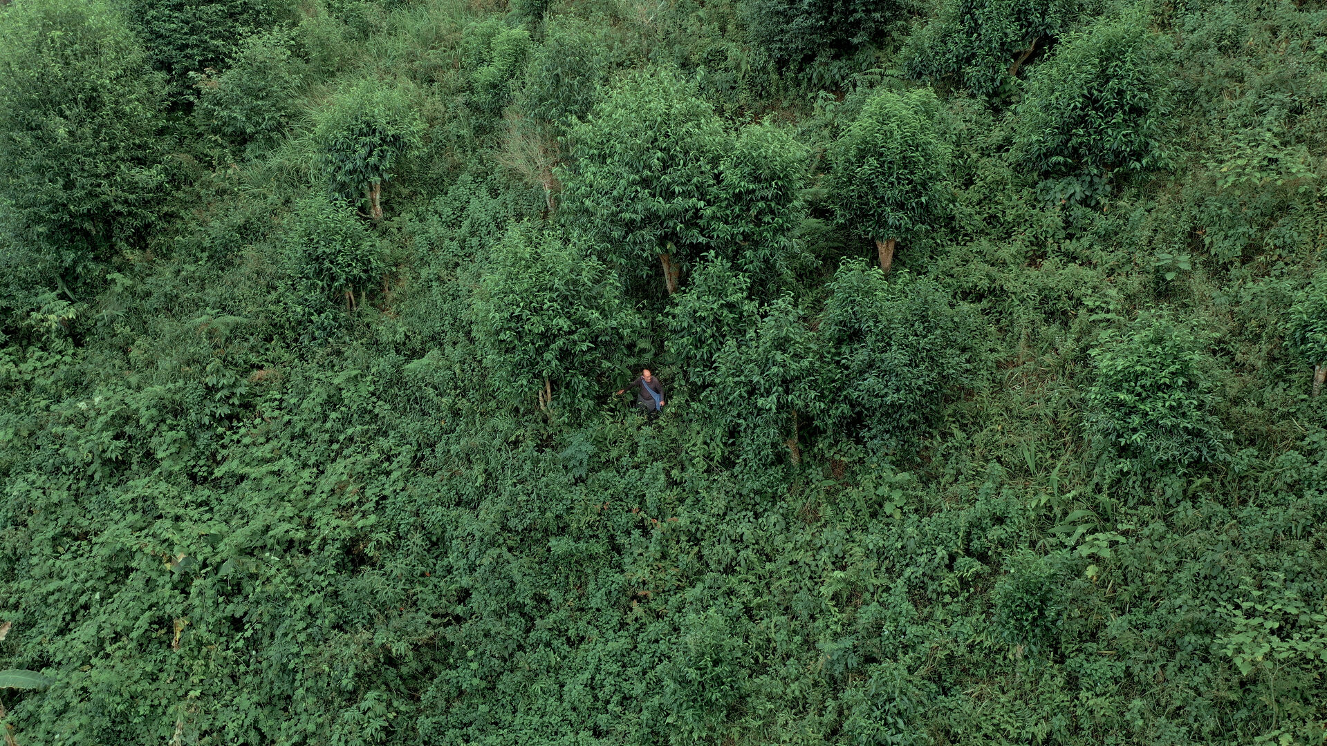 First entry into the abandoned tea garden through very dense vegetation