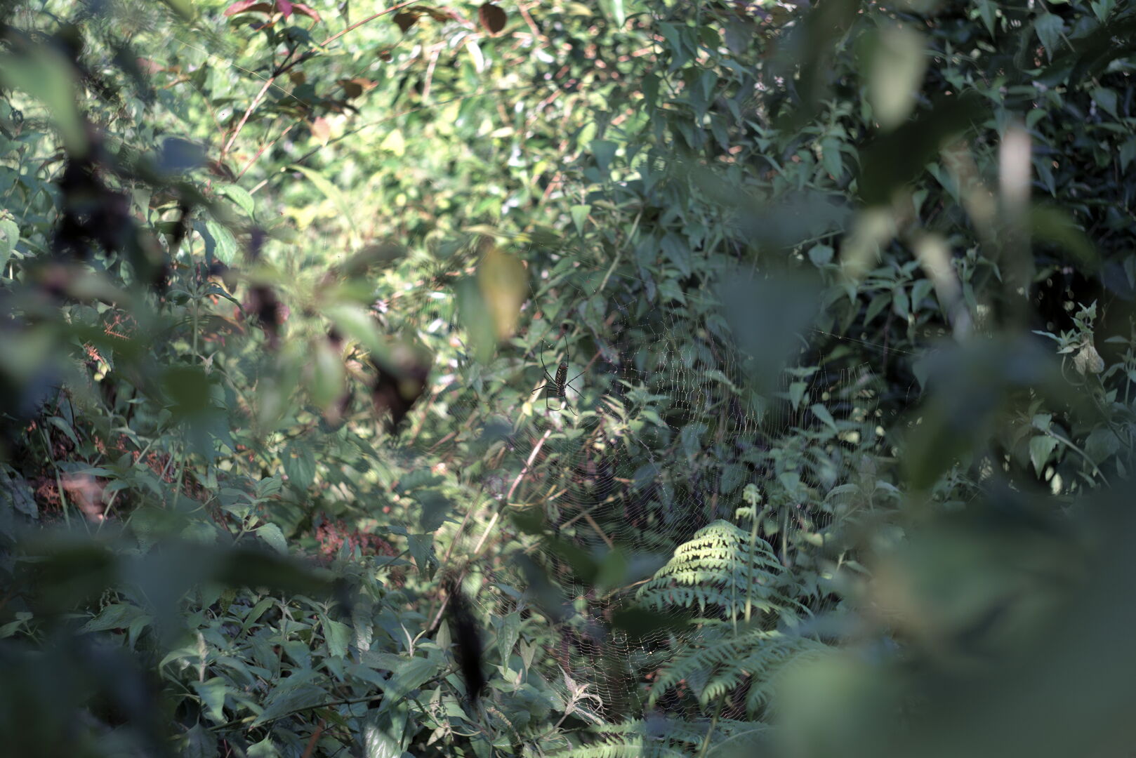 Living, inhabited tea garden revealed through close observation of its biodiversity