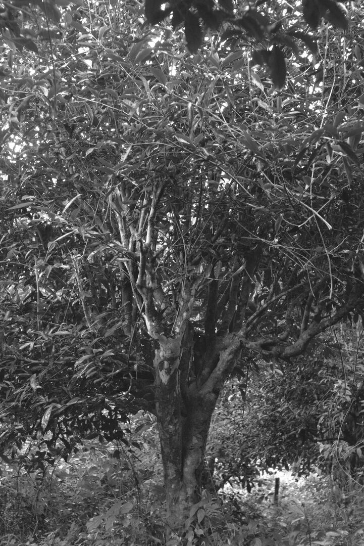 Encountering the old tea trees after two years of exploring the garden, view 1