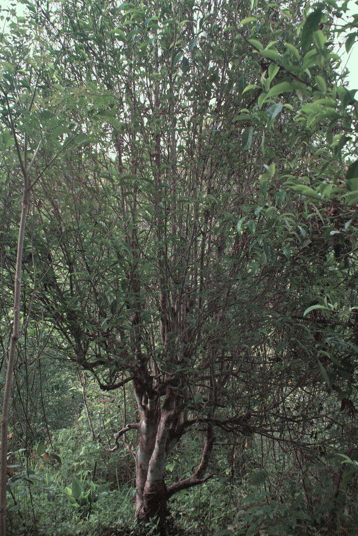 Encountering the old tea trees after two years of exploring the garden, view 2