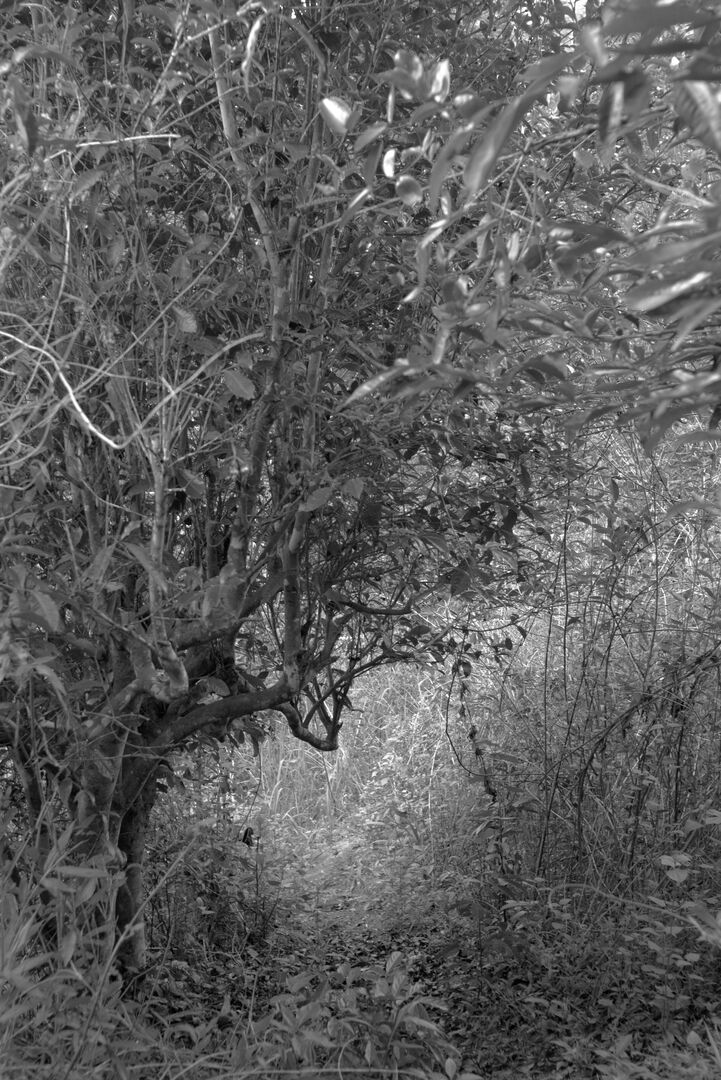 Encountering the old tea trees after two years of exploring the garden, view 3