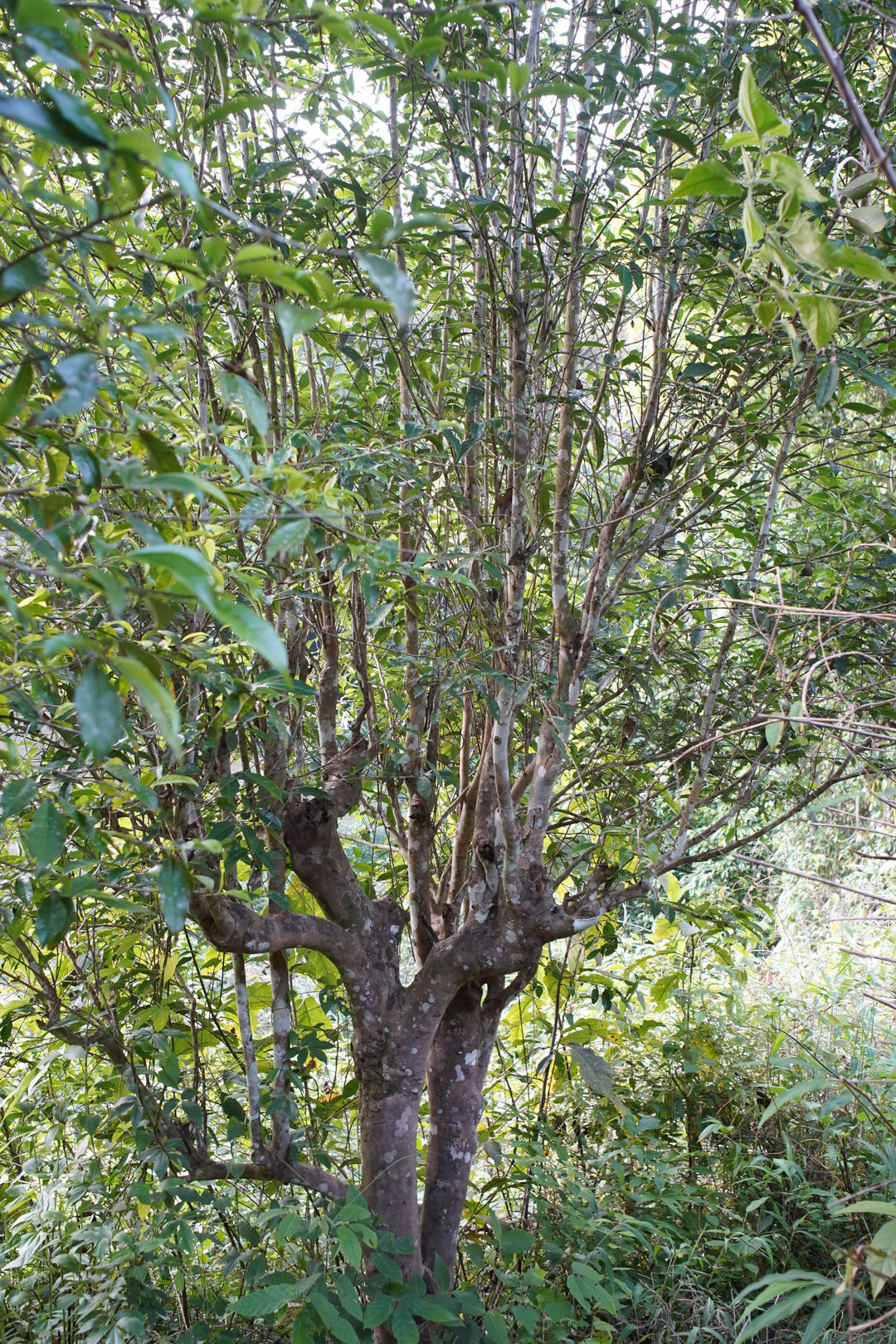 Old tea tree whose form records decades of pruning followed by years of abandonment