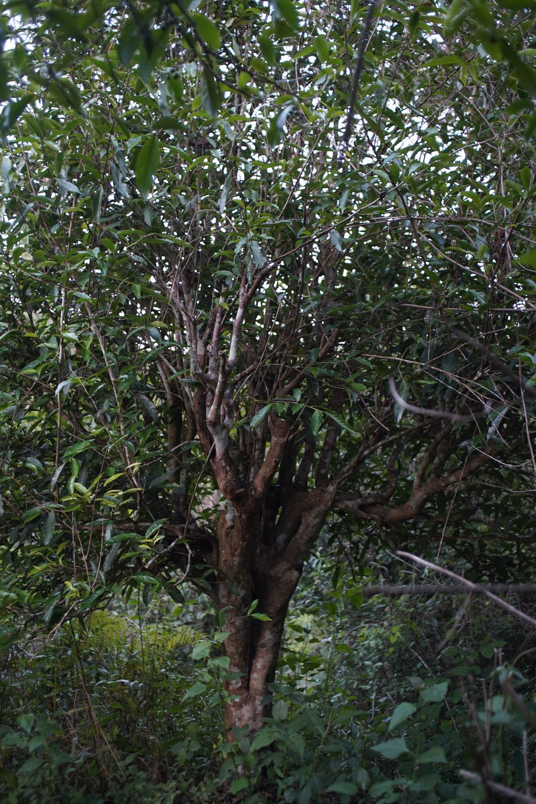 Century-old tea tree rediscovered beneath dense vegetation in the garden