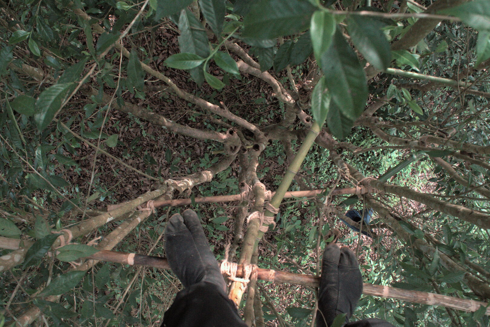 Reaching young leaves at the top of old tea trees in the garden, view 2