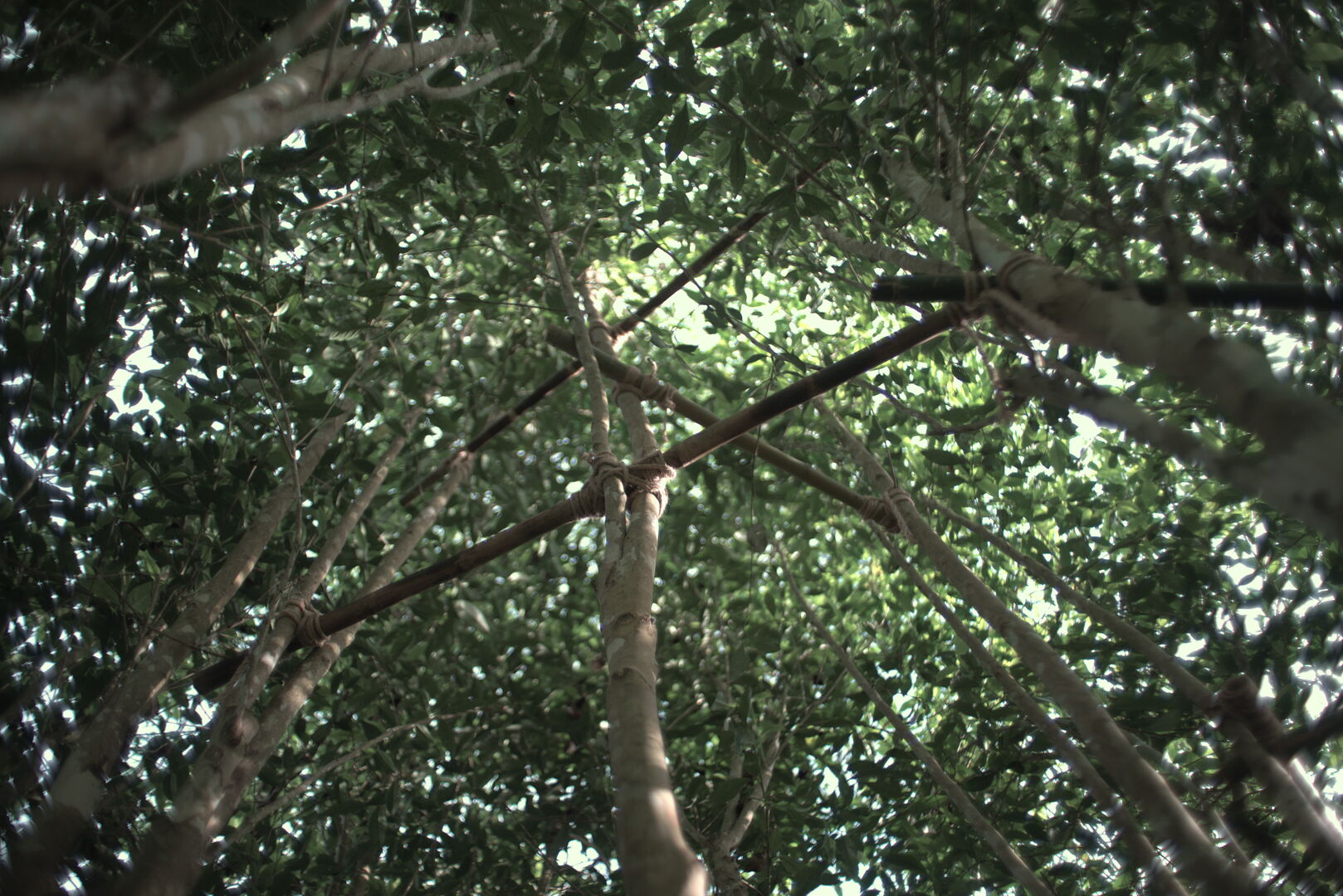 Reaching young leaves at the top of old tea trees in the garden, view 3