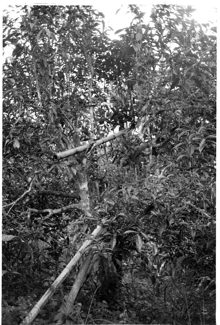 Reaching young leaves at the top of old tea trees in the garden, view 4