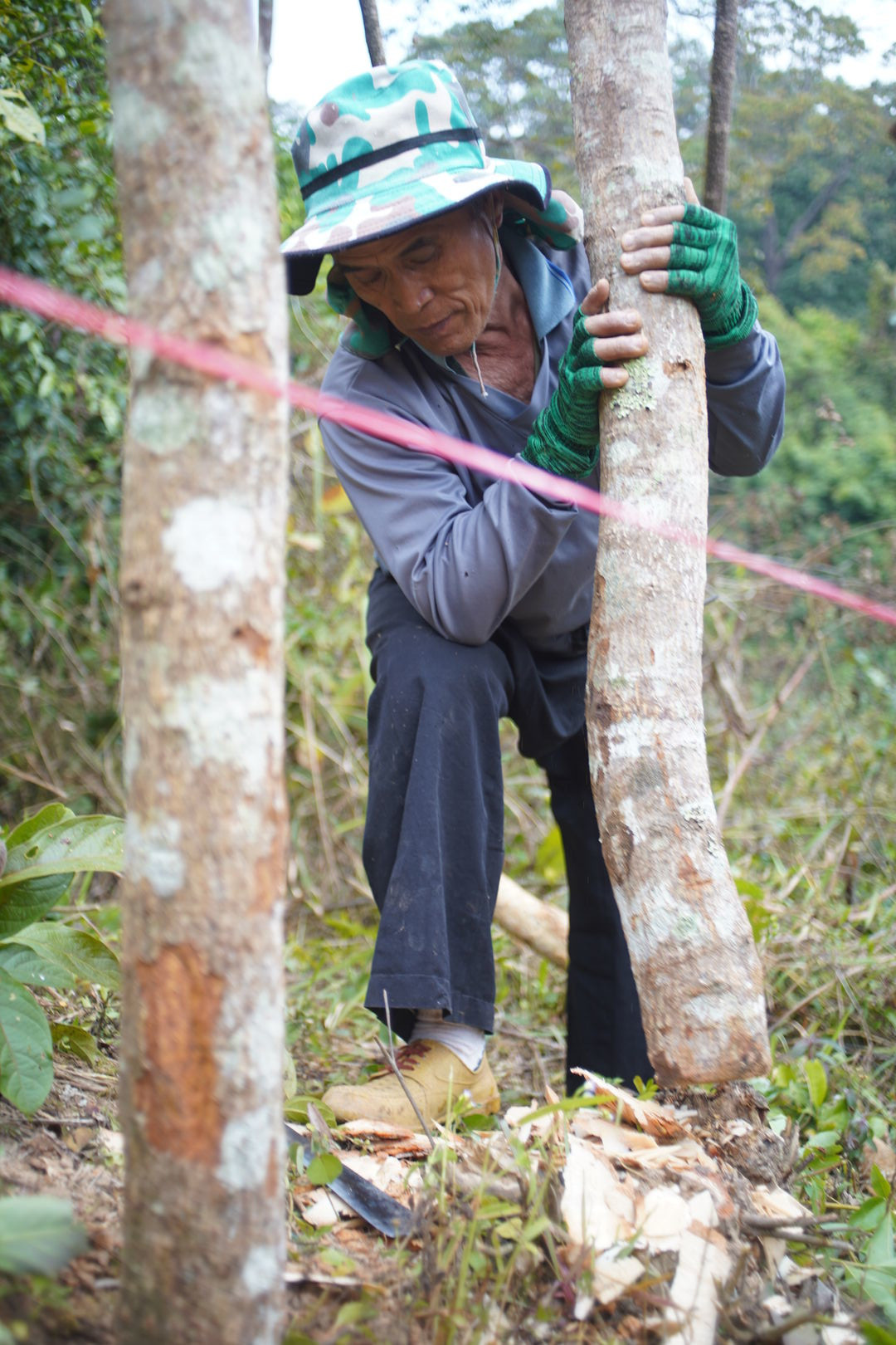 Barbed-wire fence installed to protect the tea garden, view 1