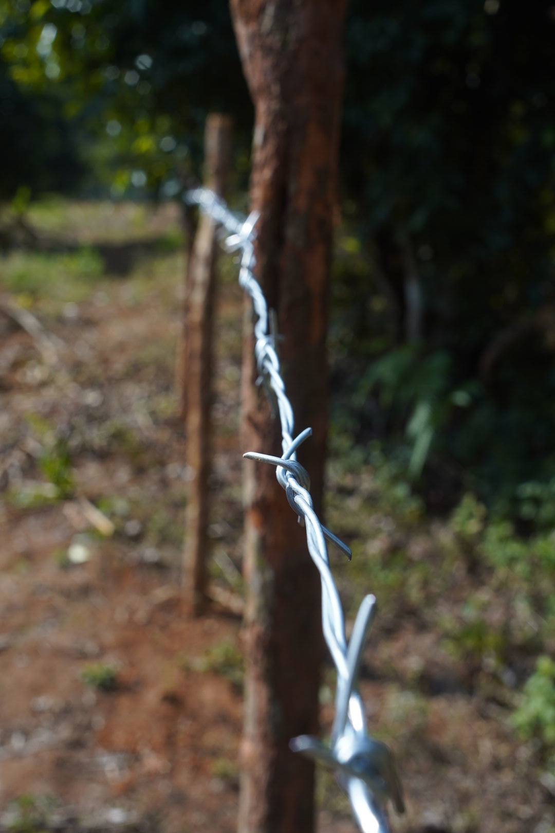 Barbed-wire fence installed to protect the tea garden, view 3