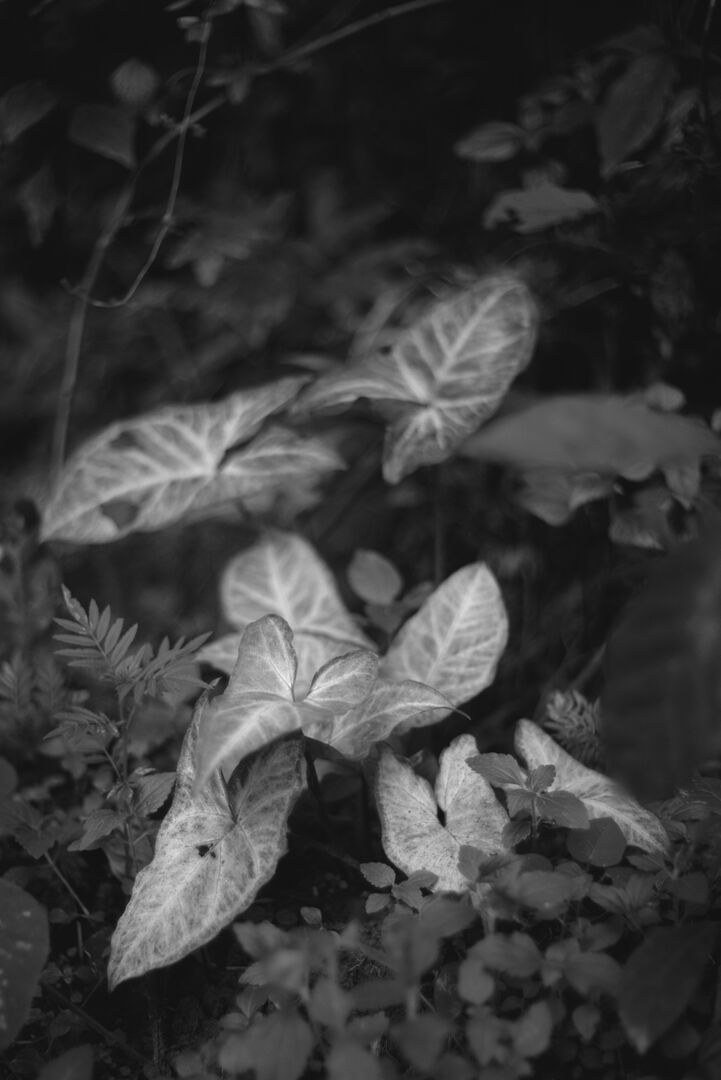Biodiversity gradually returning along the paths of the tea garden