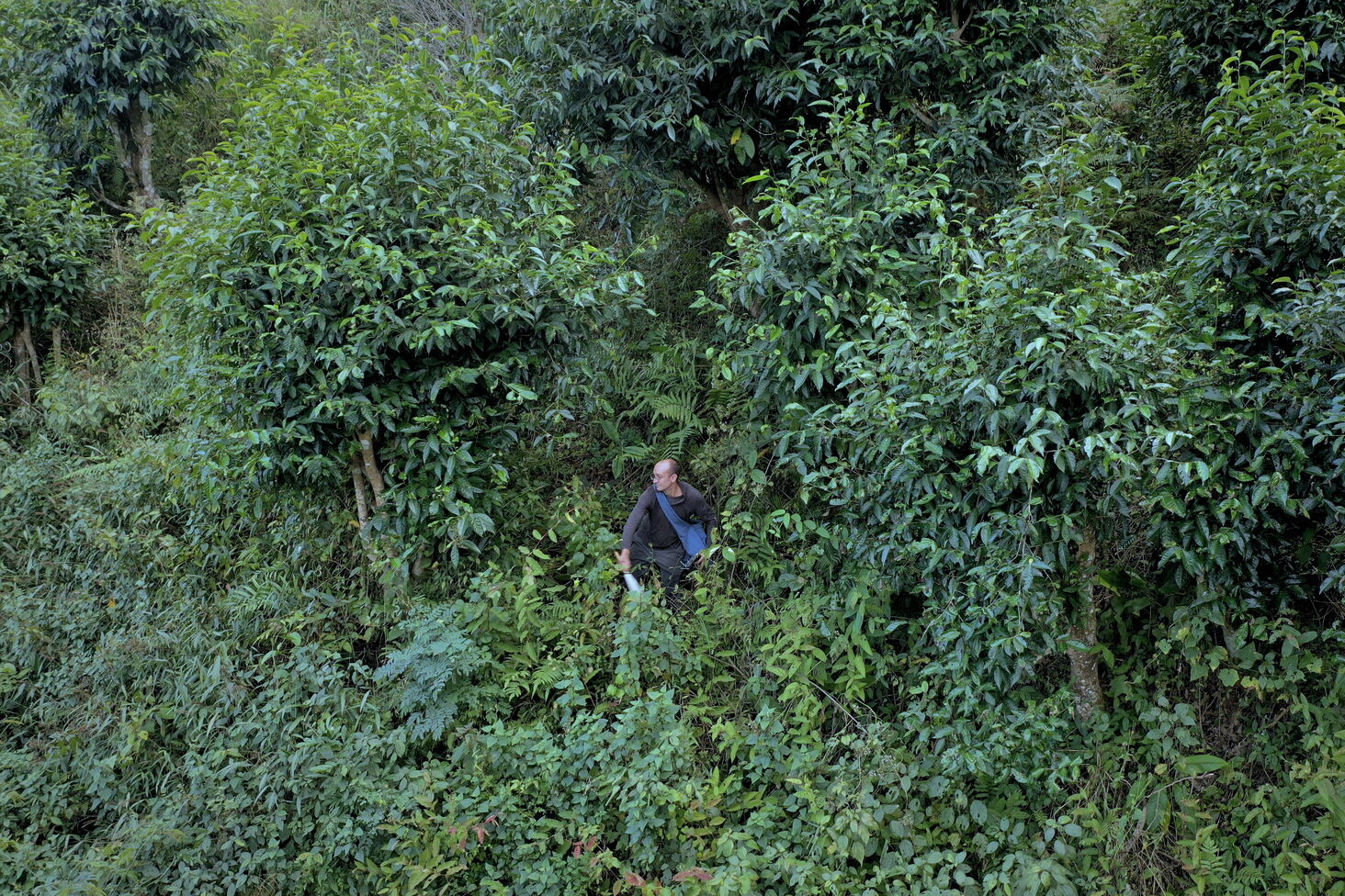 Gradual restoration of balance and diversity in the abandoned tea garden