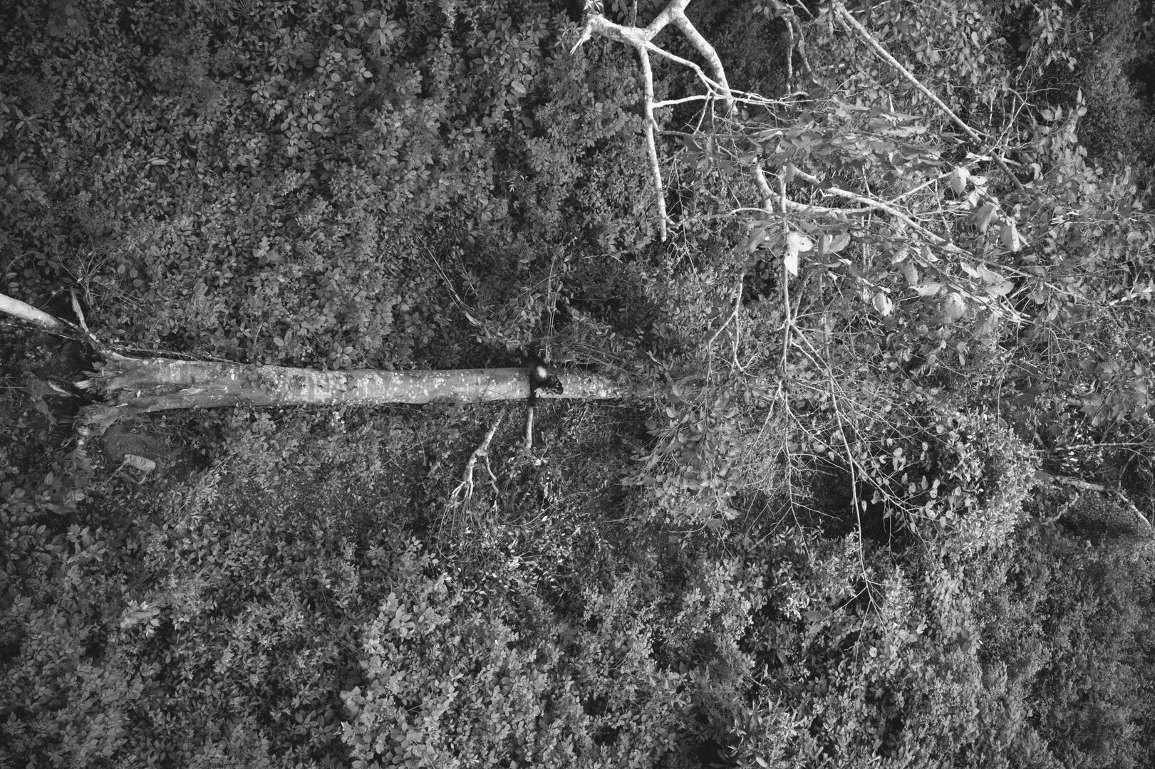 Monumental tree collapsed in the garden after a violent storm, view 1