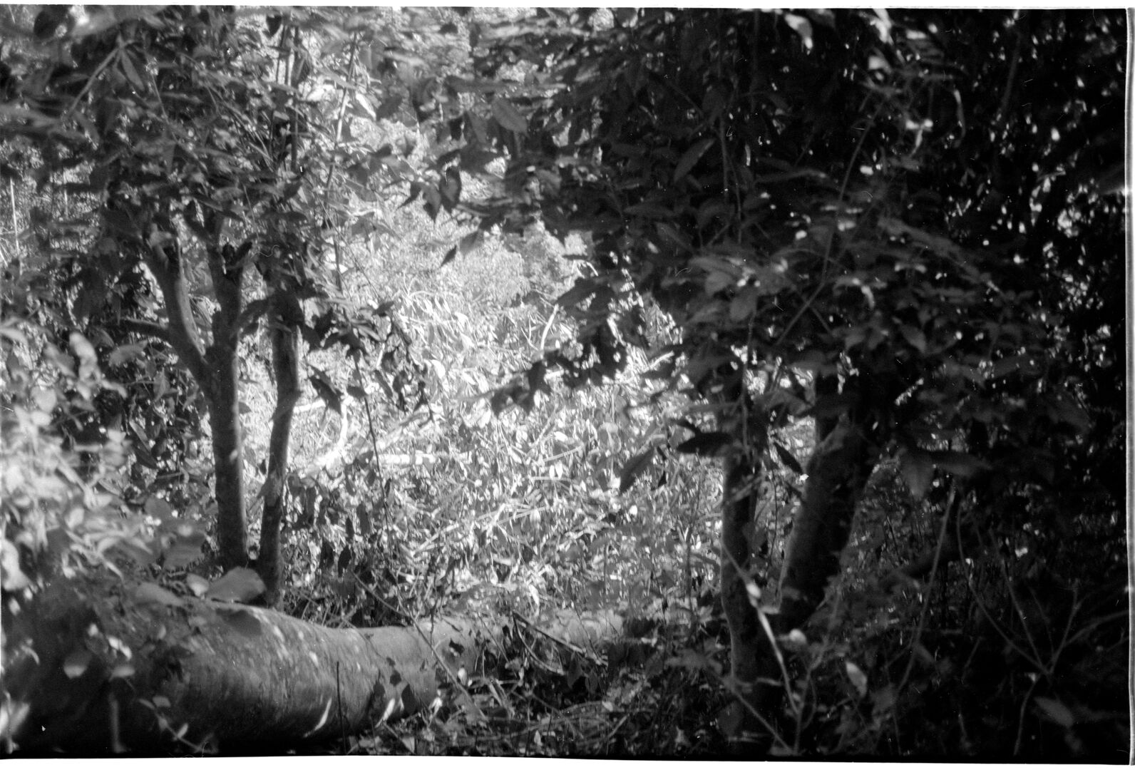 Fallen monumental tree and disturbed vegetation in the garden, view 3