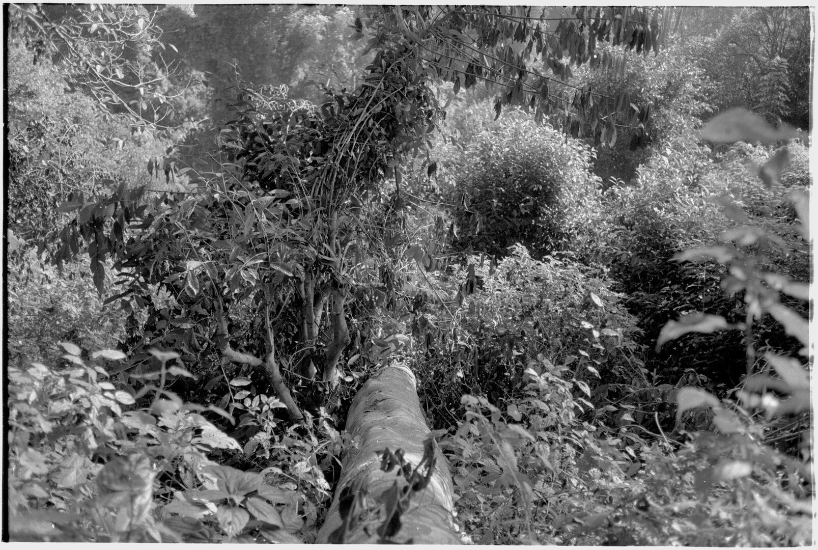 Monumental tree lying in the middle of the tea garden, view 4