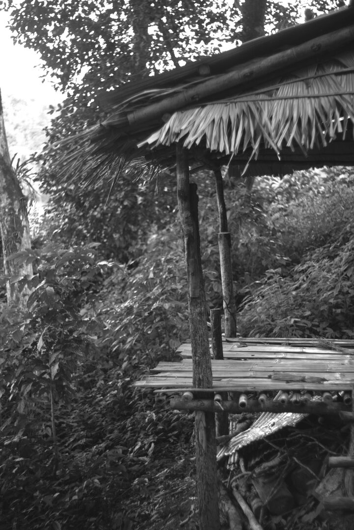 Forest regrowth around a cabin at the top of the tea garden
