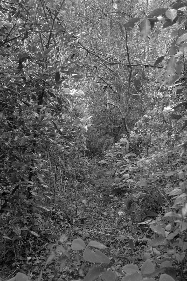 Fragile balance between human intervention and nature in the tea garden