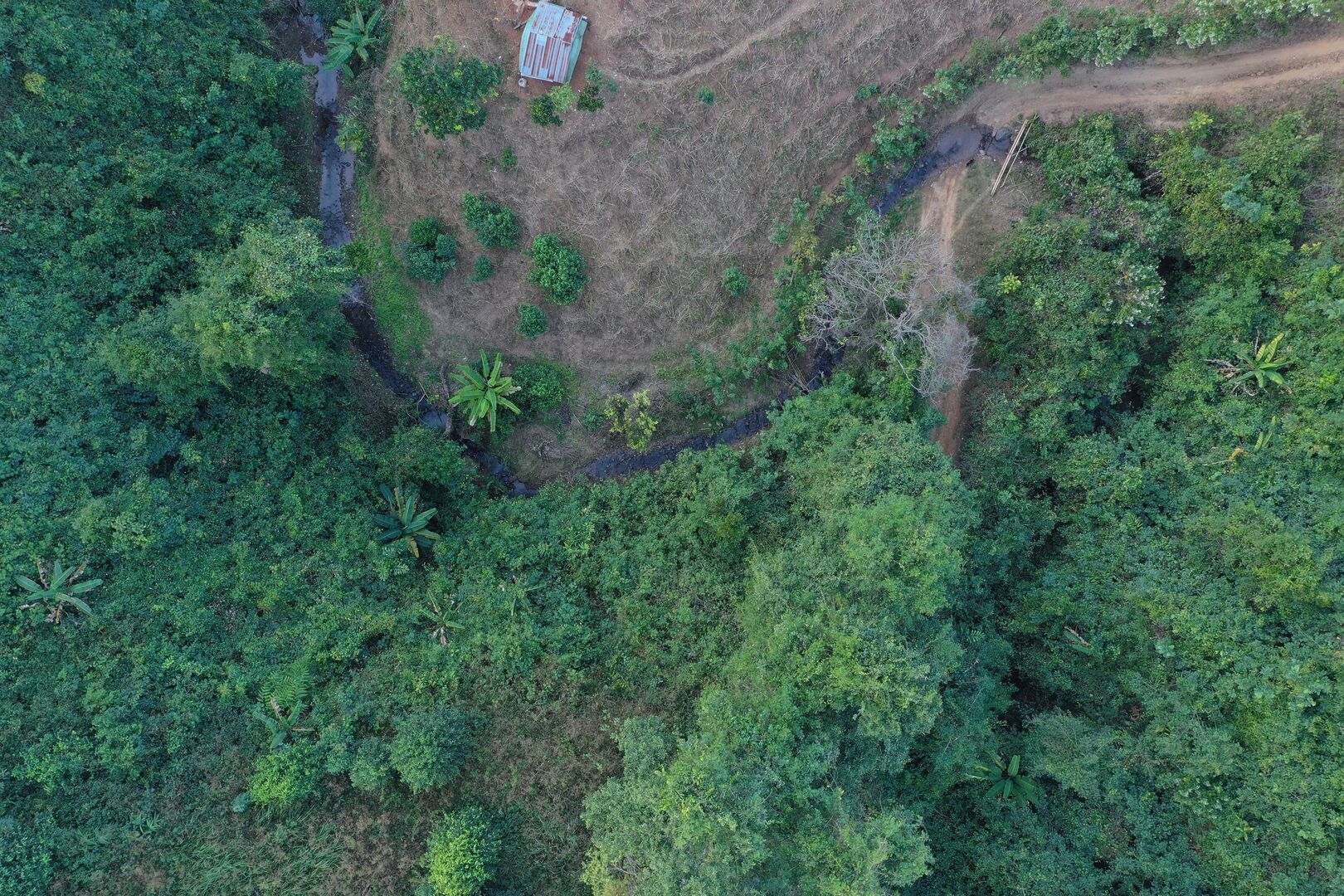 Lush tea garden contrasting with monoculture plots in the surrounding landscape