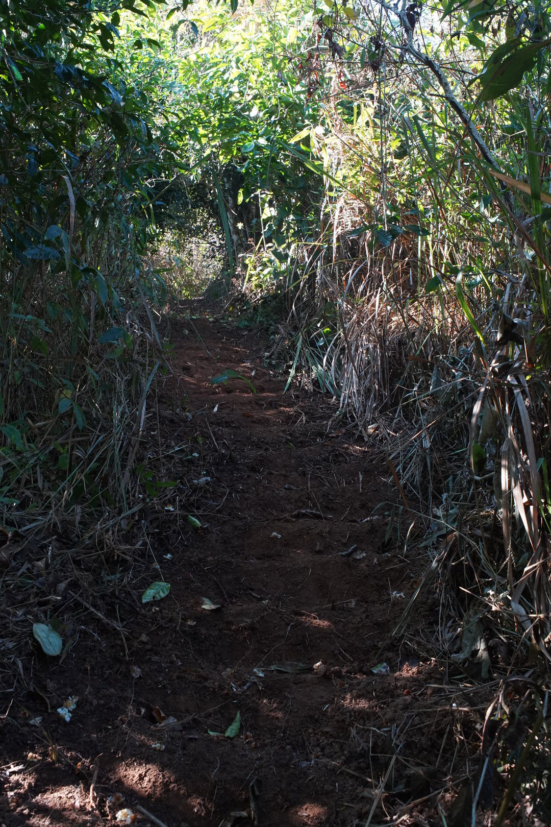 Path cut with a machete between old tea trees and vegetation, view 1