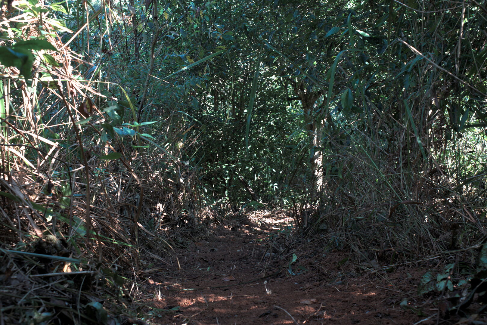 Path cut with a machete between old tea trees and vegetation, view 2