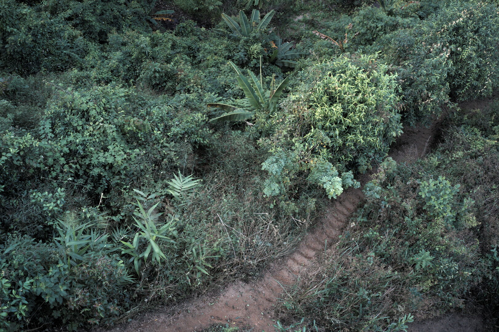 Path cut with a machete between old tea trees and vegetation, view 3