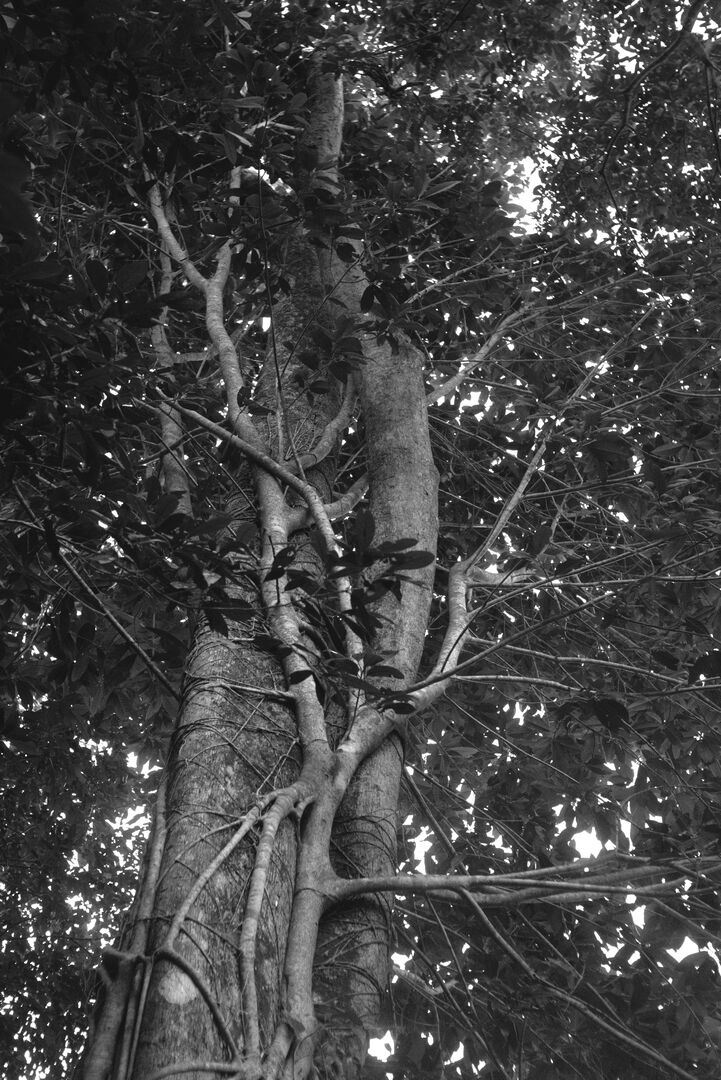 Network of natural interdependence within the garden ecosystem