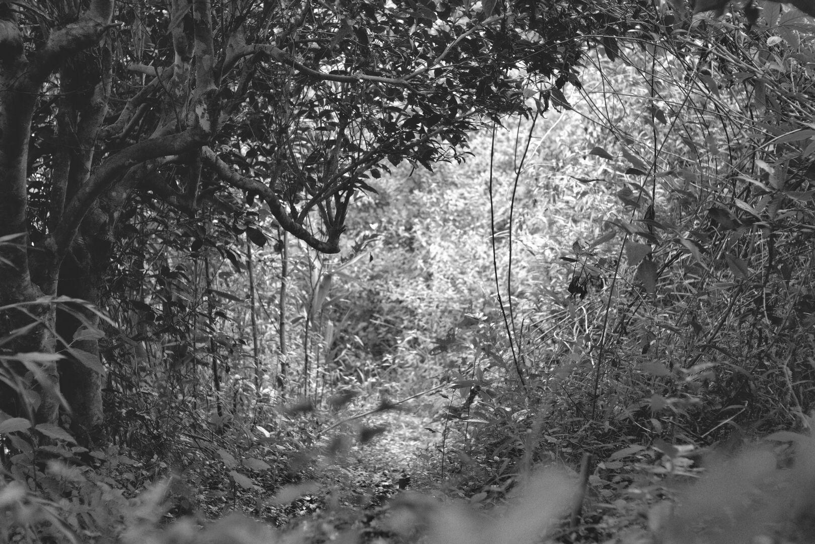 Trees, paths and vegetation forming the three components of the tea garden