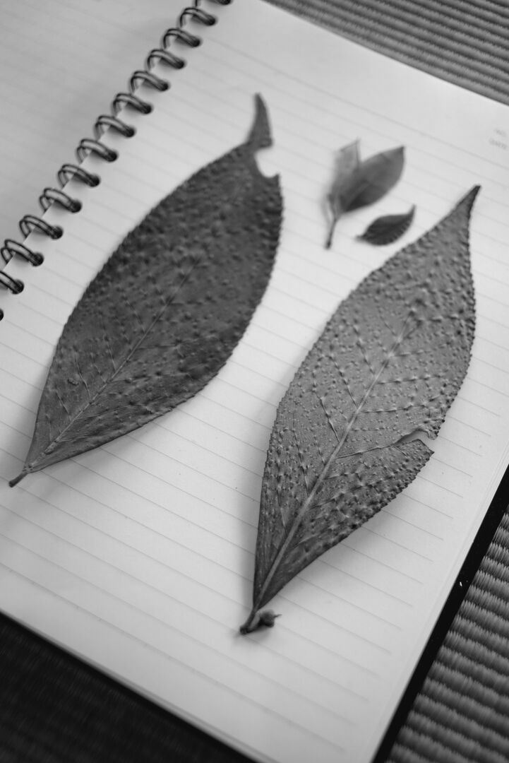 Observing individual differences among the old tea trees in the garden
