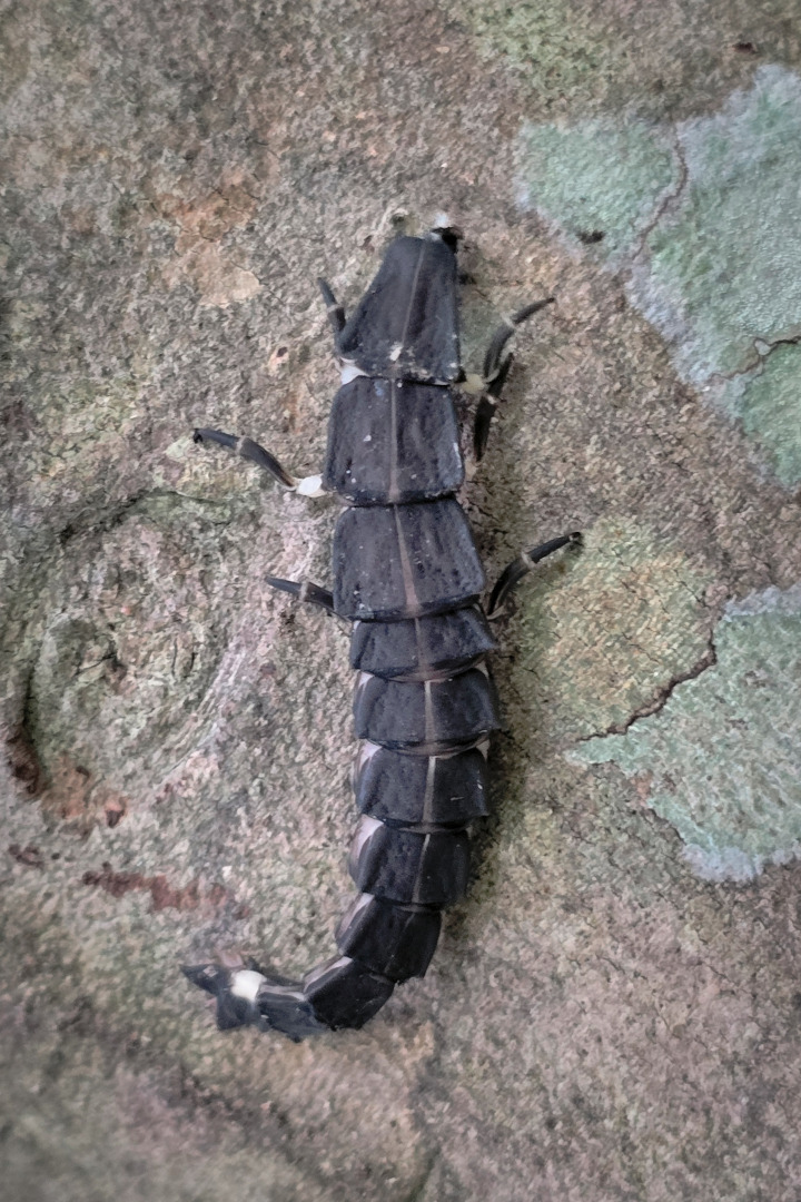 Pyrocoelia praetexta, an insect observed within the tea garden biodiversity