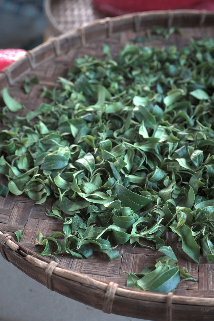 Off-site tea-leaf creation work in Chiang Rai, view 1