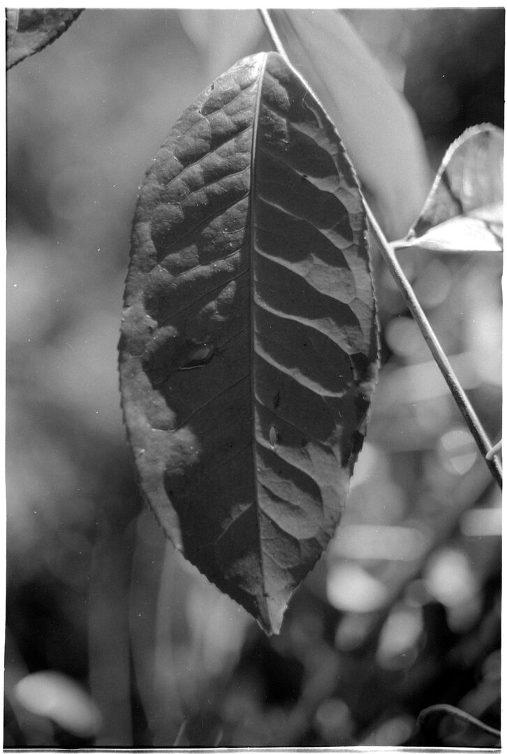 Collecting still-living leaves after the fall of an old tea tree