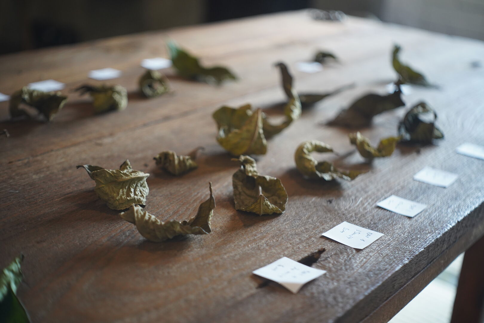 Dead Leaf leaves after an initial transformation and first drying
