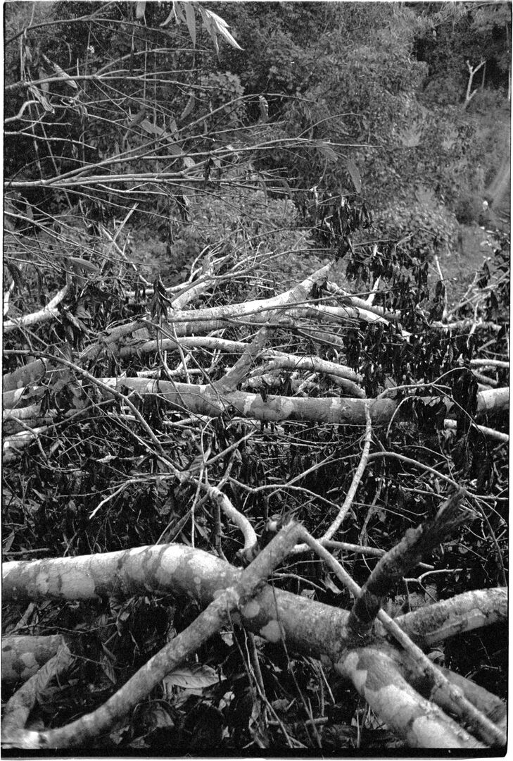 Century-old tea tree damaged by a falling tree, origin of the Dead Leaf work
