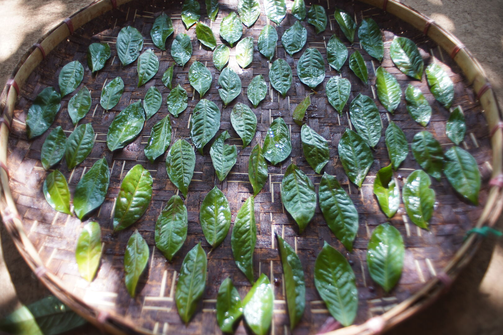 First transformation of still-living leaves for the creation of Dead Leaf