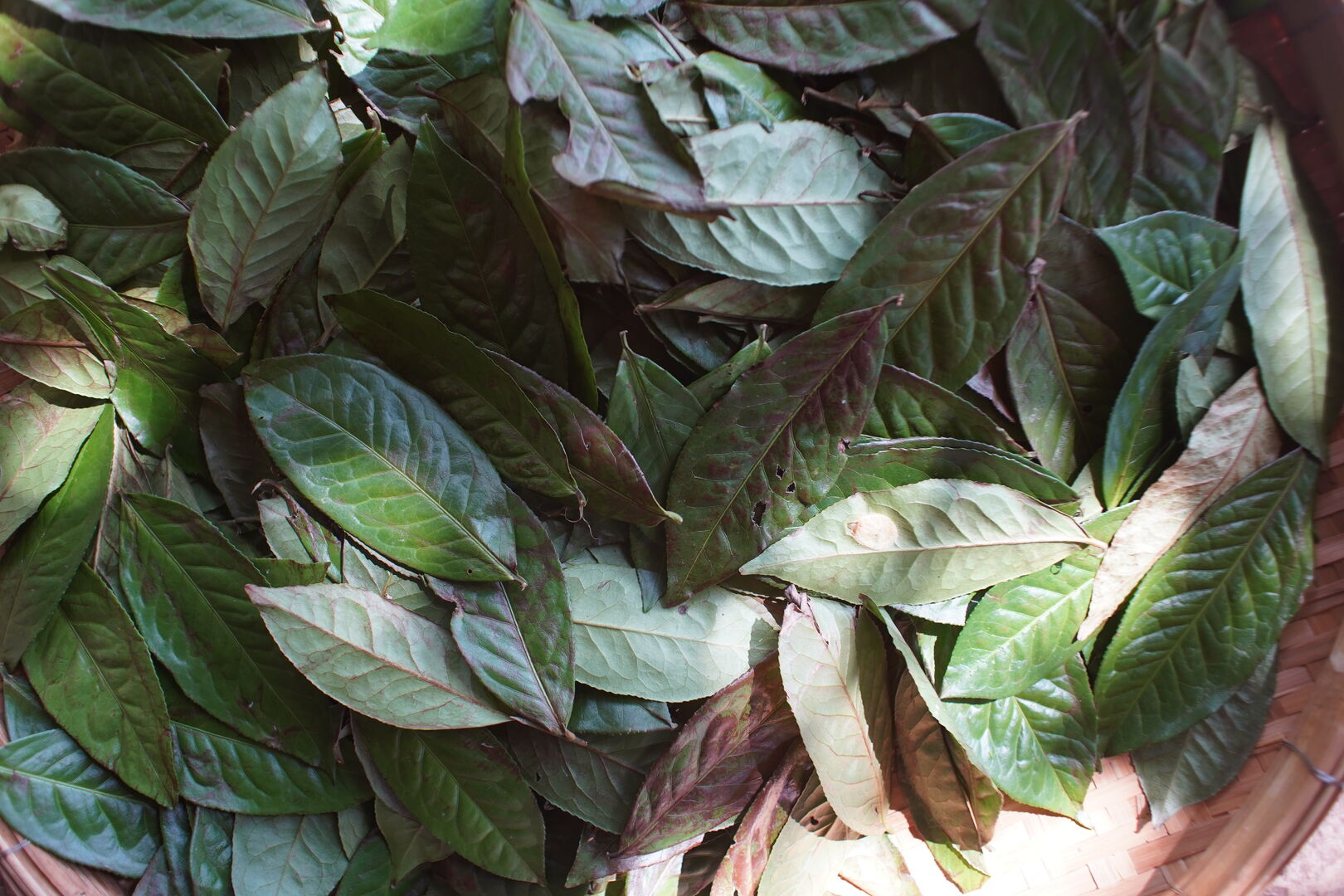 Leaves from the damaged tea tree still sustained by the tree’s residual energy