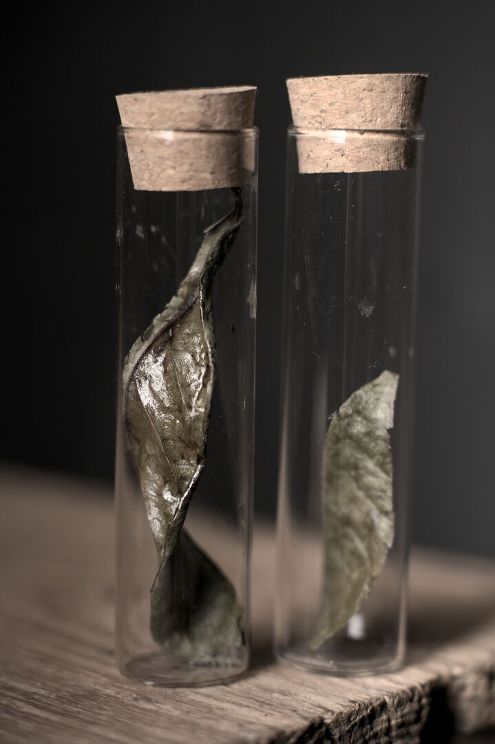 Dead Leaf, a tea-leaf relic preserved inside a glass case