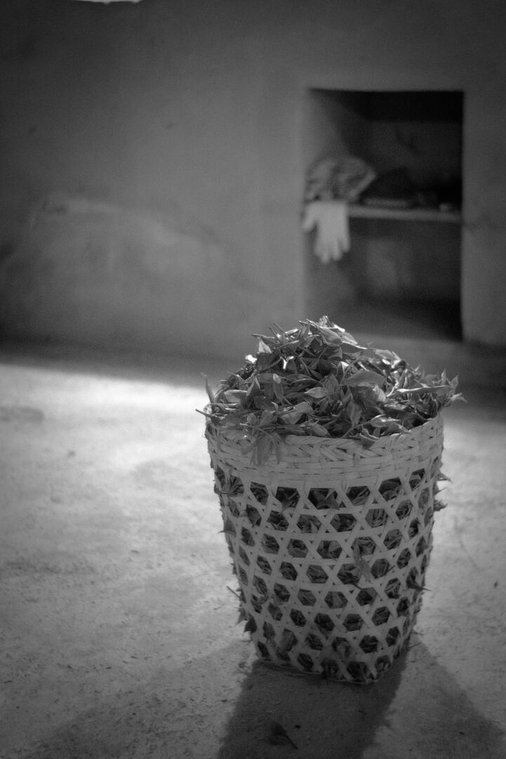 Fresh tea leaf as living, sensory and malleable material, view 1
