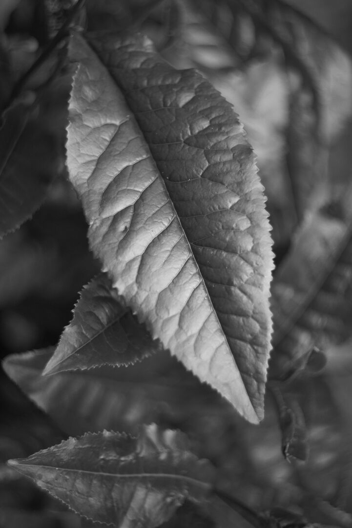 Fresh tea leaf as living, sensory and malleable material, view 2