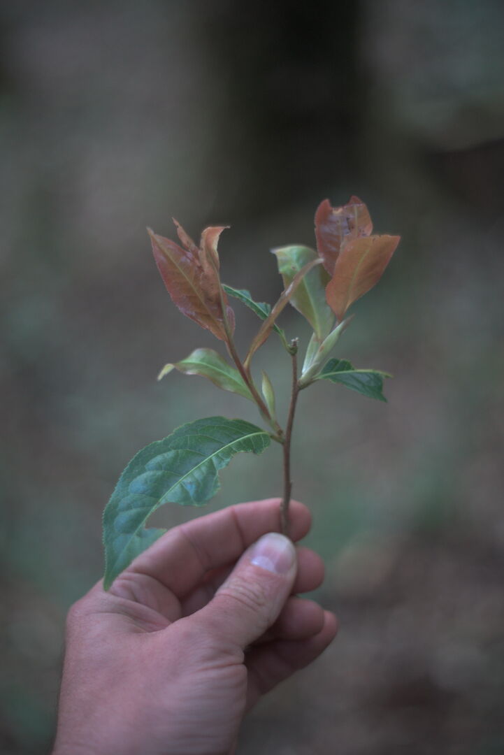 Off-site creation with wild tea leaves in Nanmei, Yunnan, view 2