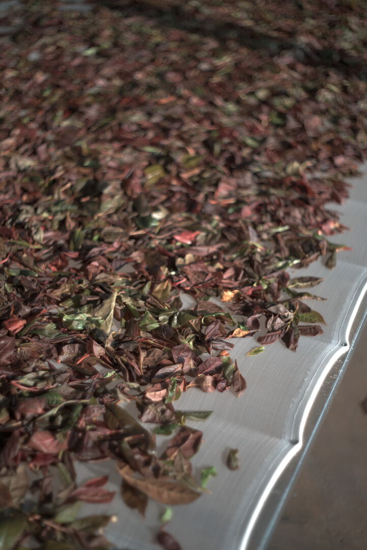 Off-site creation with wild tea leaves in Nanmei, Yunnan, view 3