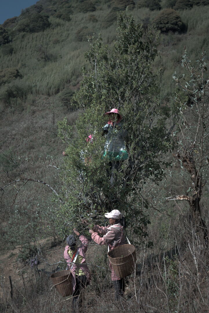 Off-site creation with wild tea leaves in Nanmei, Yunnan, view 4