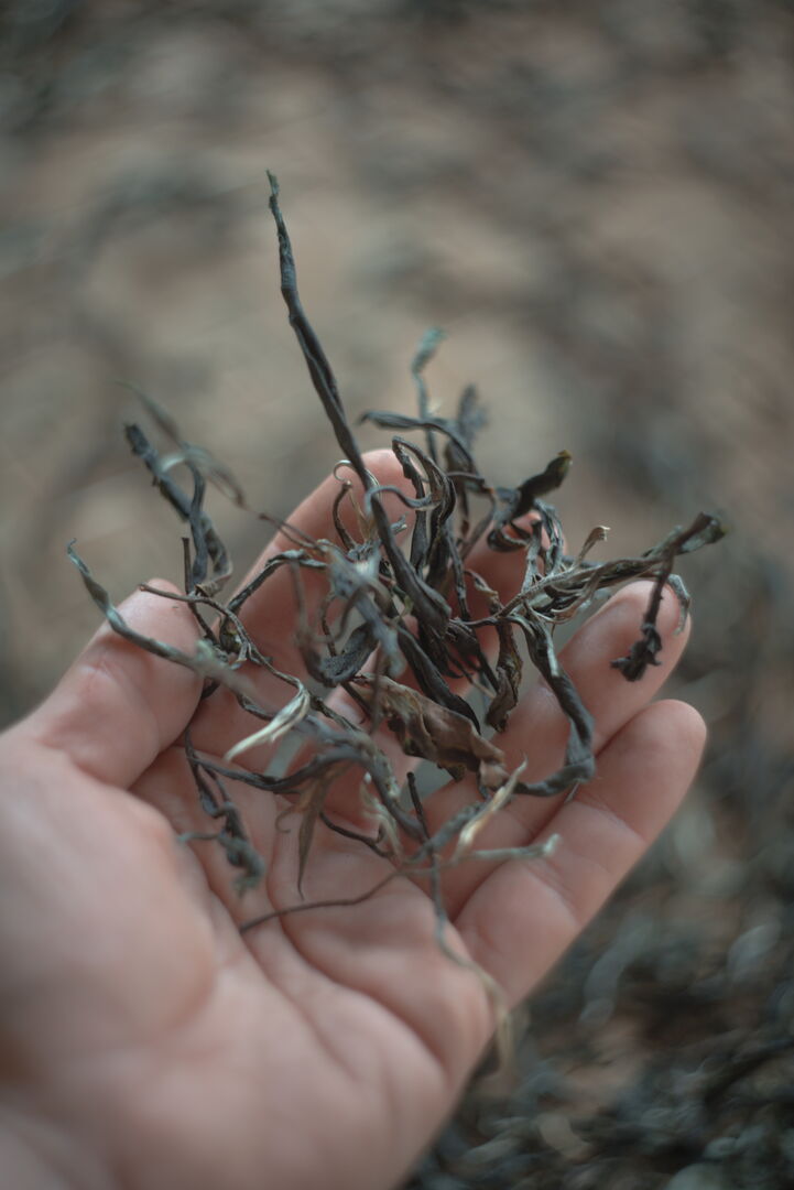 Tea leaf conceived as a carrier of percepts and as an artwork