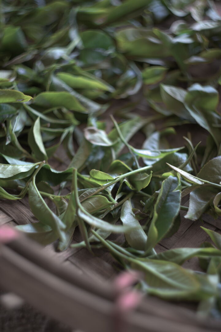 Winter tea leaves, living material transformed by the season, view 1