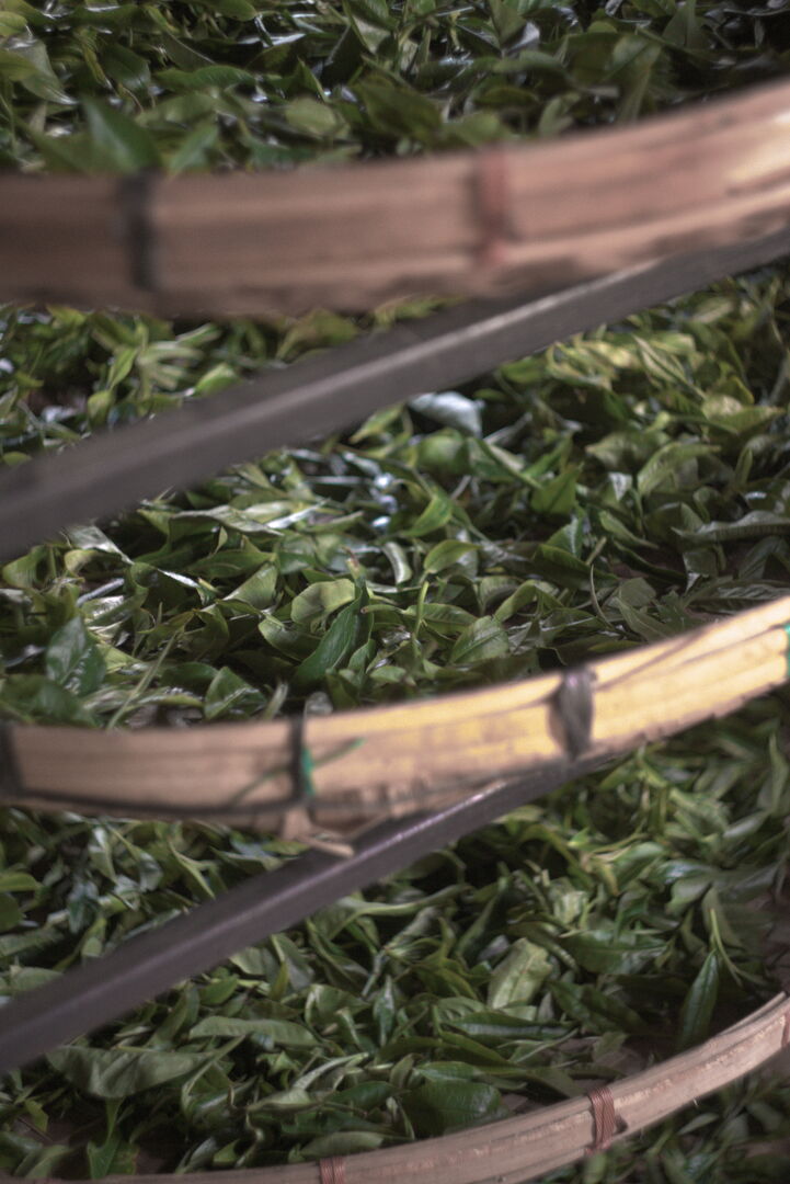 Winter tea leaves, living material transformed by the season, view 2