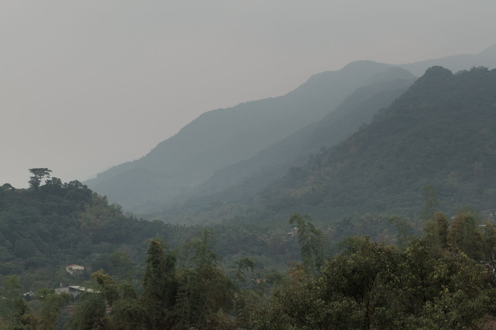 Study of Camellia formosensis, a camellia species endemic to Taiwan, view 1