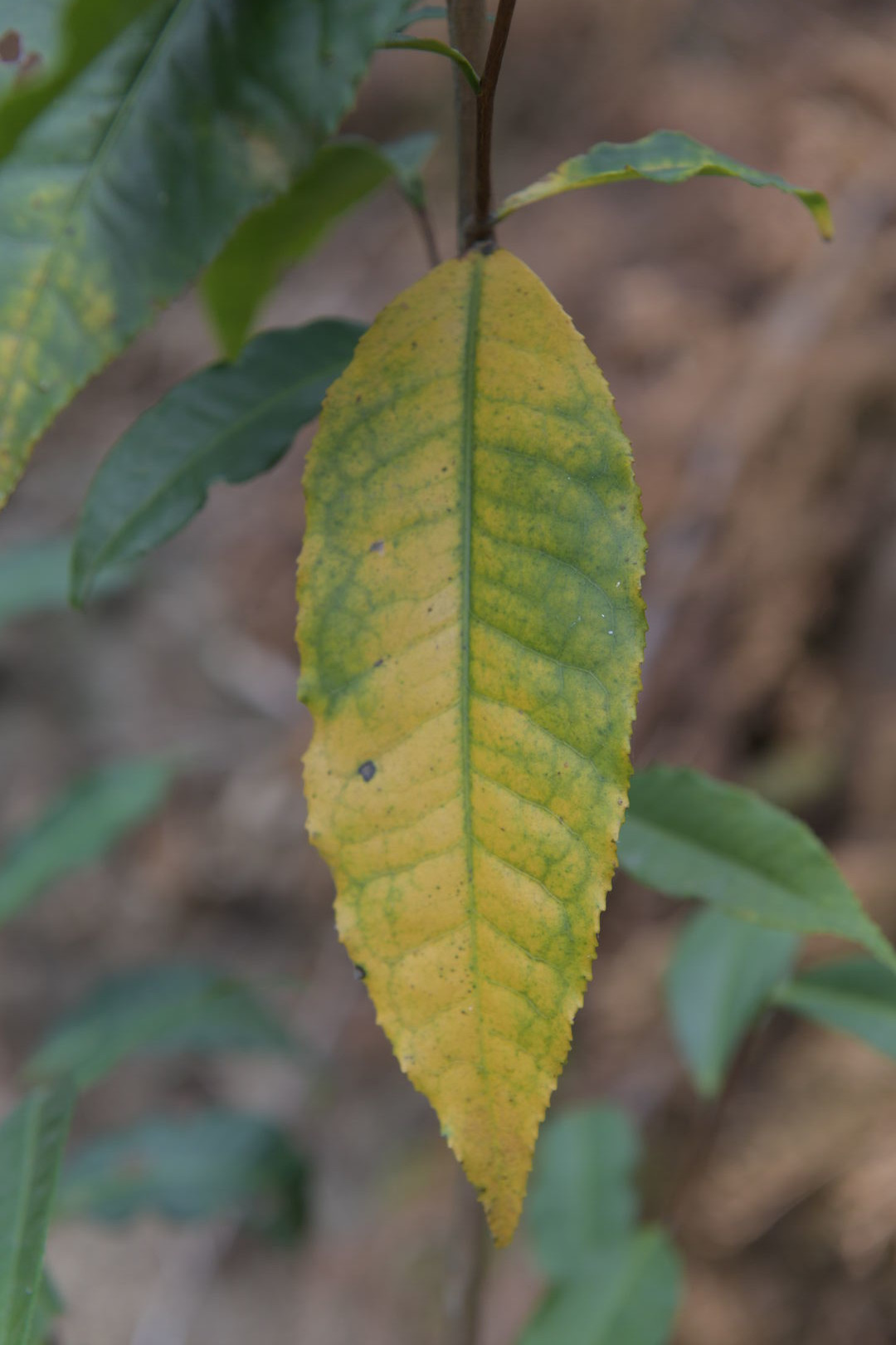 Study of Camellia formosensis, a camellia species endemic to Taiwan, view 2