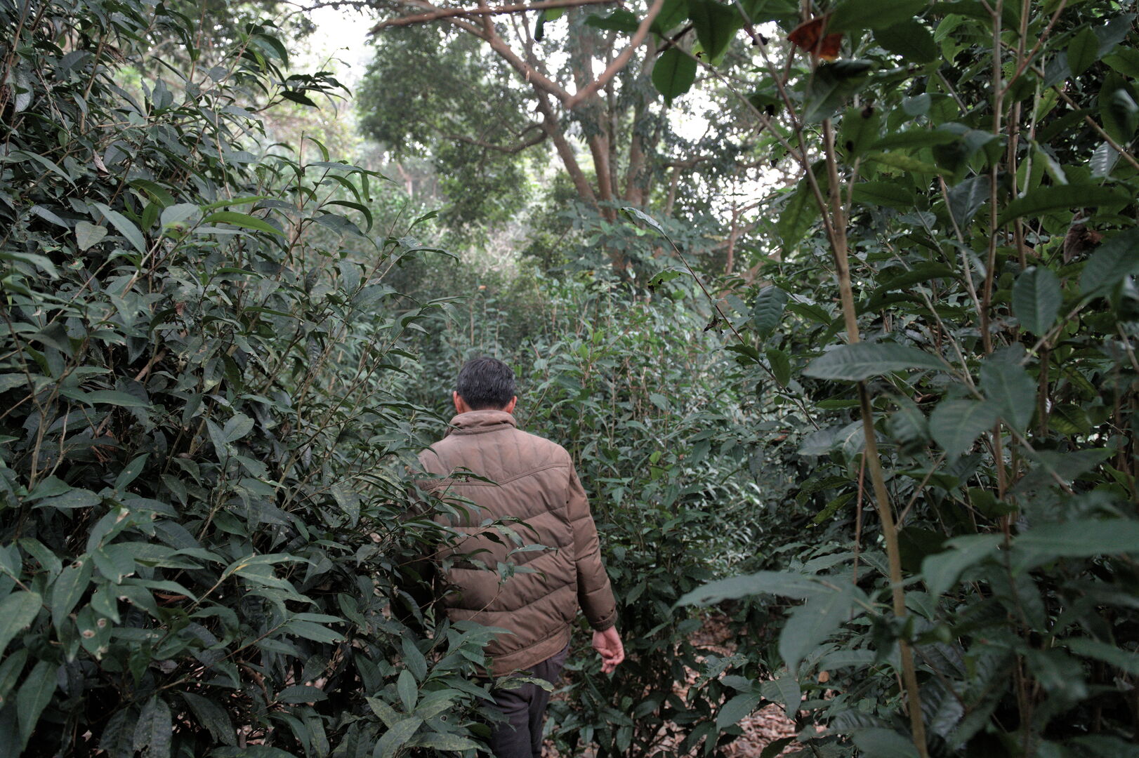 Study of Camellia formosensis, a camellia species endemic to Taiwan, view 3