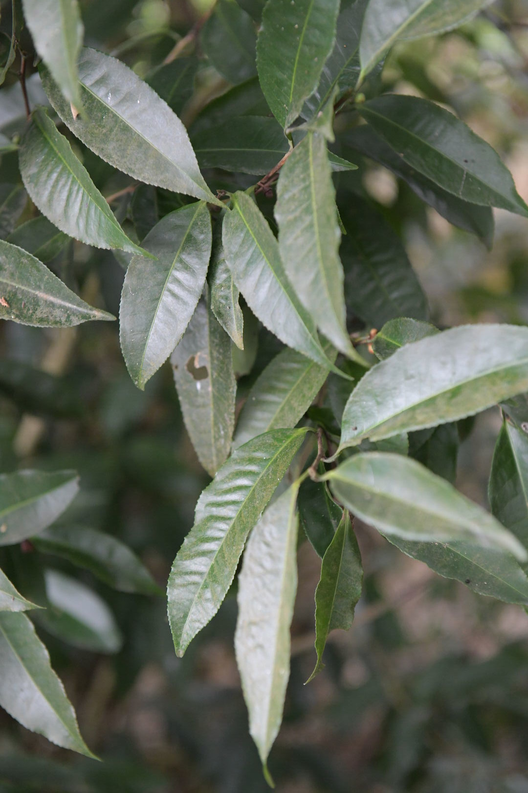 Study of Camellia formosensis, a camellia species endemic to Taiwan, view 4